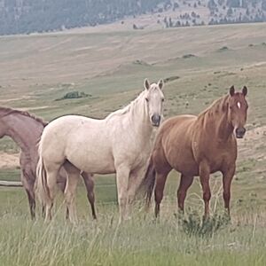 Any two(2) dresses for $30